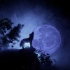 volčja polna luna.jpg