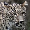 perzijski leopard.jpg