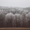 simbolična, zima, sneg, narava, gozd, krošnje, megla, rosa, sren