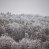 simbolična, zima, sneg, narava, gozd, krošnje, megla, rosa, sren