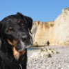 1561202434_veterinar.jpg