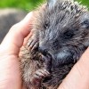 1476695318_82t-veterinar-jezek_tednik.jpg