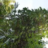 1539179590_mv-kudzu_2.jpeg