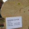 1583001339_drazba_javor.jpeg
