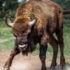 1632214024_bison-european-2118538_1920.jpg