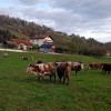 1701948149_mv-odvzem_zivali_1.jpg