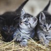 1613731628_cat-3535404_1920.jpg