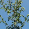 1532012853_mv-ambrozija_2.jpg