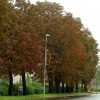 1691415055_cg_rjavenje_divjega_kostanja_1.jpg