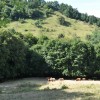 1707141231_mv-razpis_zarasčenost.jpg