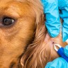 1537452483_veterinar.jpg