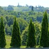 1667835228_cg_ciprese_1.jpg