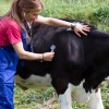 1617619277_sd-veterinar.jpeg