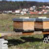 1550145096_cg_urbano_cebelarstvo.jpg