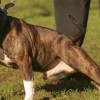 1540220084_bull-terrier.jpg