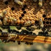 1615268437_apiary-1867537_1920.jpg