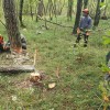 1707142053_mv-nesreče_gozd.jpg