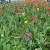 1618413773_tulipani_25_let_(4).jpg