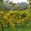 1729166789_mv-rumenica_izplačila_2.jpg