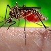 1463573623_zika-virus.jpg