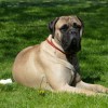 1504170389_66t-veterinar-koliko_vode_lahko_popije_pes.jpg
