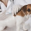 1538151143_veterinar.jpg