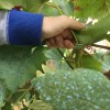 1532004345_peronospora.jpg