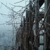 1484392672_mv-nizke_temperature_kmetijstvo.jpg