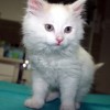 1493635306_34t-veterinar-rane,_ki_ne_celijo.jpg