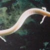 1464774860_ribica2.jpg