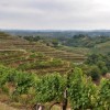 1667485332_mv-vinogradi_prijava.jpg