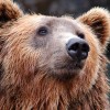 1627813905_bear-1283347_1920.jpg