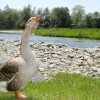 1499951436_cg_krainjski_park.jpg