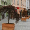 1602511957_cg_ozelenitev_ptuj.jpg