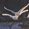 1707221428_birds-4719927_1280.jpg