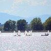 1716464139_cg_optimisti_regata.jpg