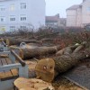 1515483074_cg_trznica_katalpe_2.jpg