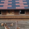 1708001944_mv-ptičja_gripa.jpg