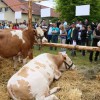 1477587807_cg_kgz_ptuj_1.jpg