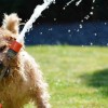 1624350336_dog-1310545_1920.jpg