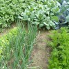 1558449325_sd-zelenjava.jpeg