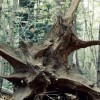 1599813122_tree-3777568_1920.jpg