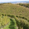 1622463927_mz-vinograd.jpeg