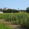 1721296902_cg_koruza_semenarna.jpg