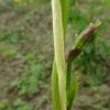 1590120607_nova_biorazgradljiva_vrvica.jpg