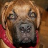 1485165333_veterinar-diabetes_2.jpg