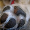 1724400326_paw-697837_960_720.jpg