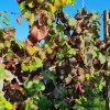 1643877631_sd-odločbe_za_vinograde.jpg