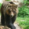 1557752175_medved_(media24).jpeg