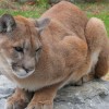 1623073926_sta-puma.jpg
